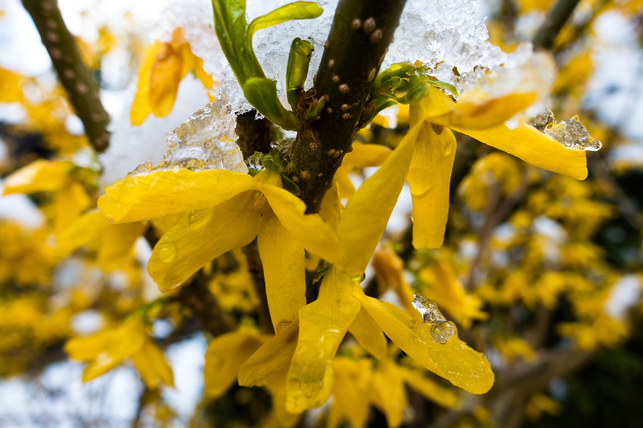 Rains to persist, wet snow expected in the East this week