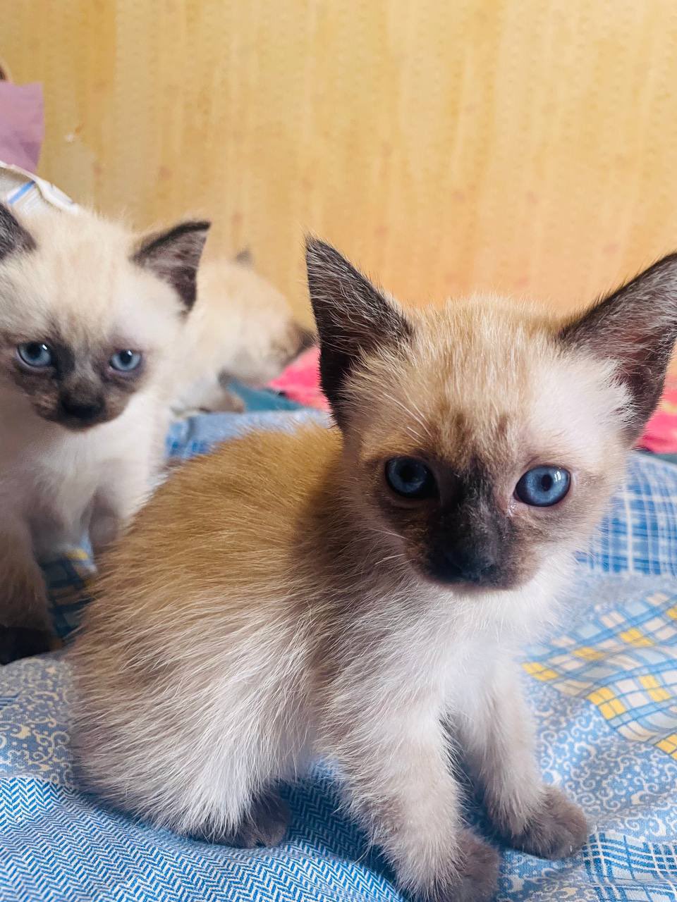 Kharkiv Woman Cares for 57 Cats Amid War
