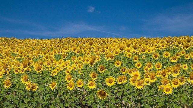 Kernel Buys Back Enselco from Majority Shareholder for $348M