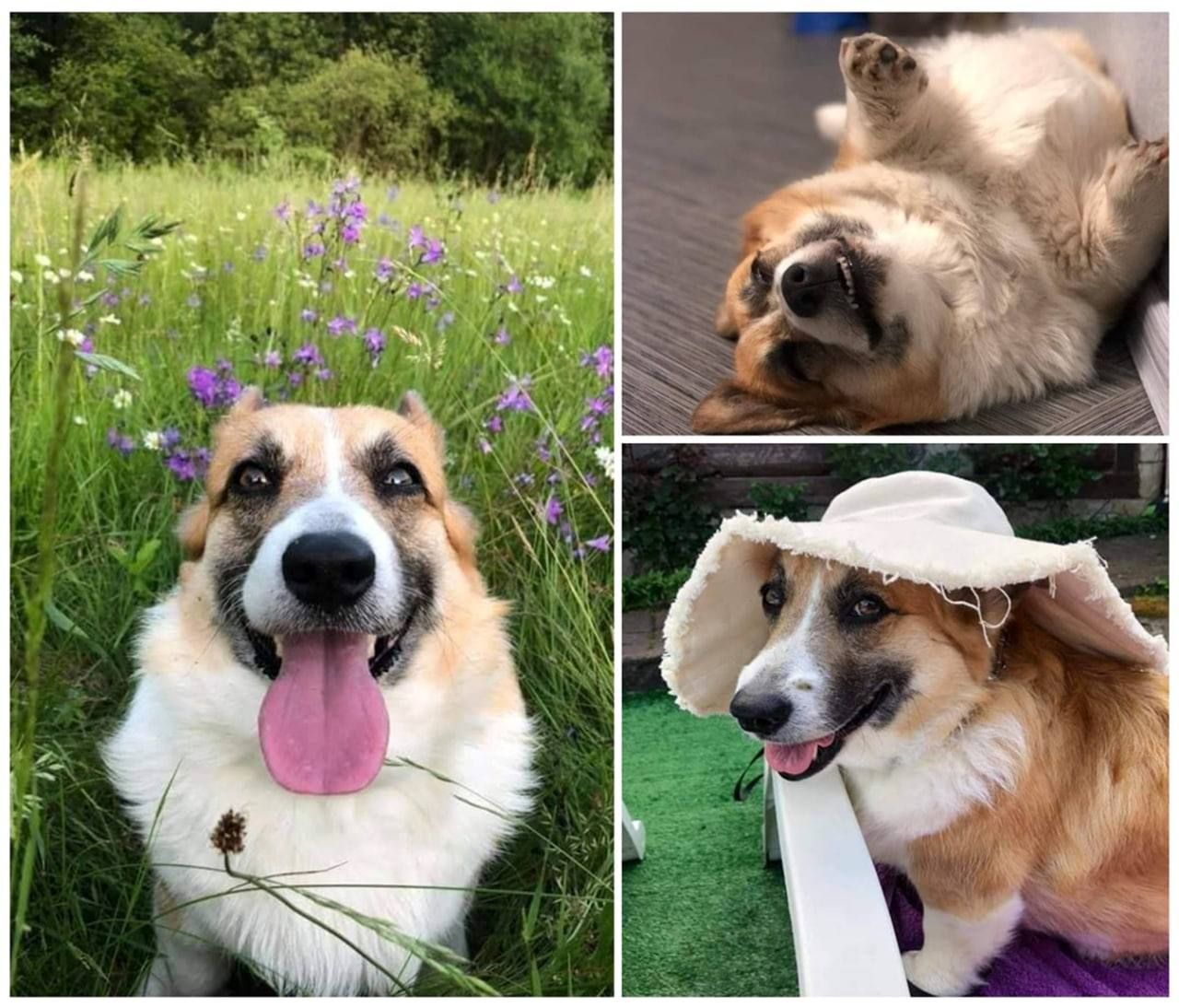 Volunteers rescue Corgi in Irpen