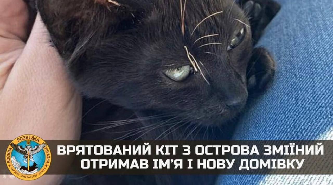 Cat from Snake Island now lives in Kyiv
