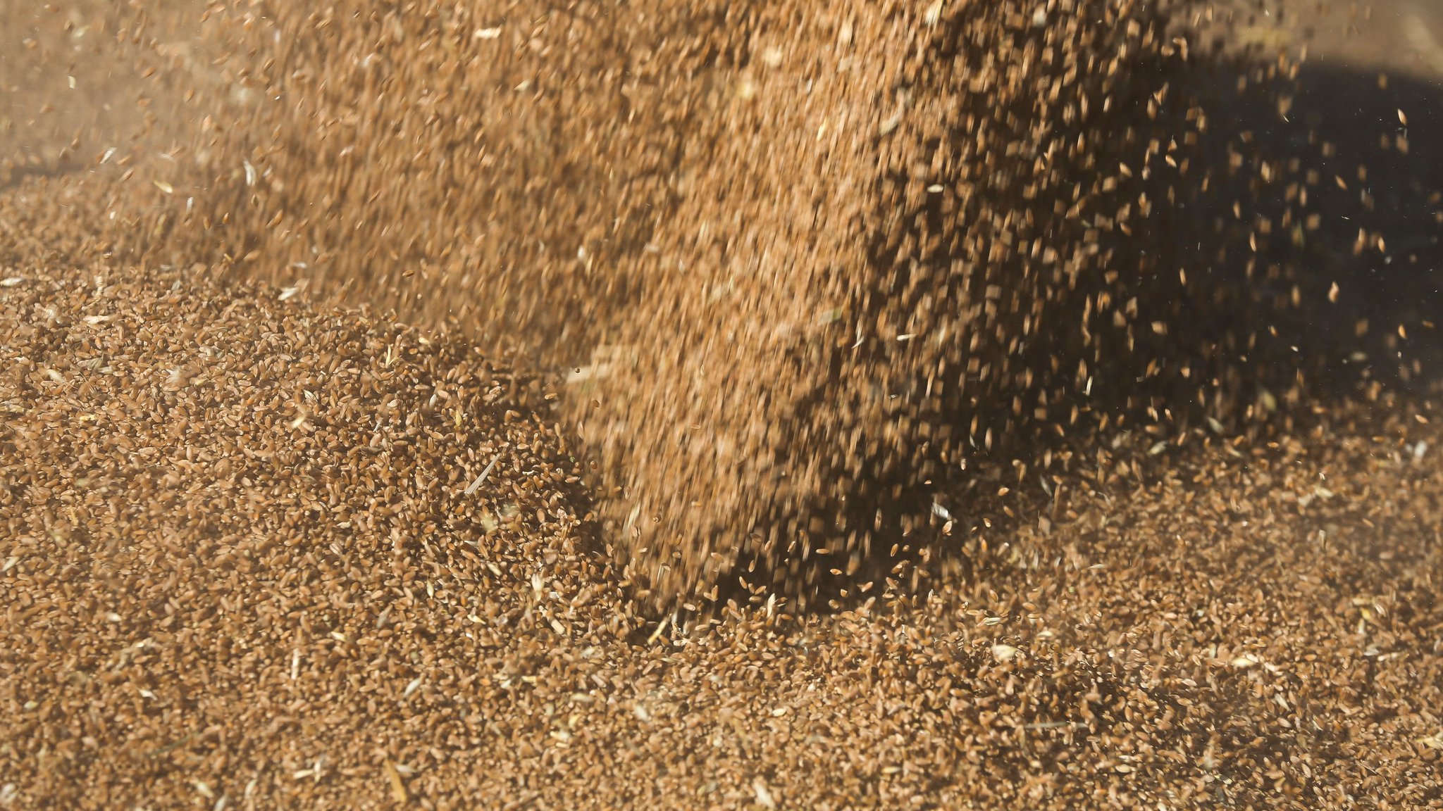 EU Urges Israel to Act on Stolen Russian-Seized Ukrainian Grain