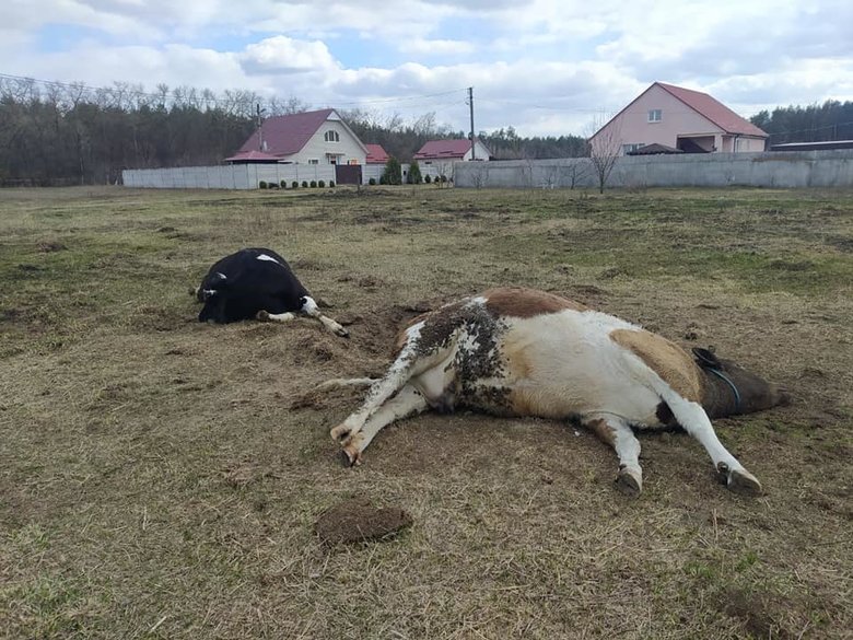 Photos from Chernihiv Region: War’s Aftermath