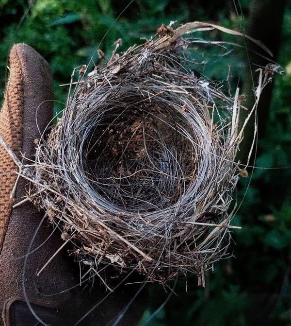 Birds weave nest from branches and fiber optics in Donetsk amid ruins