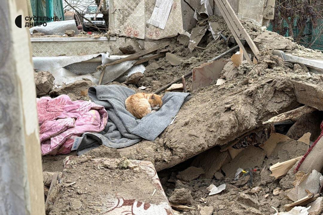 Cat sleeps in ruins where young owner died from Russian drone strike