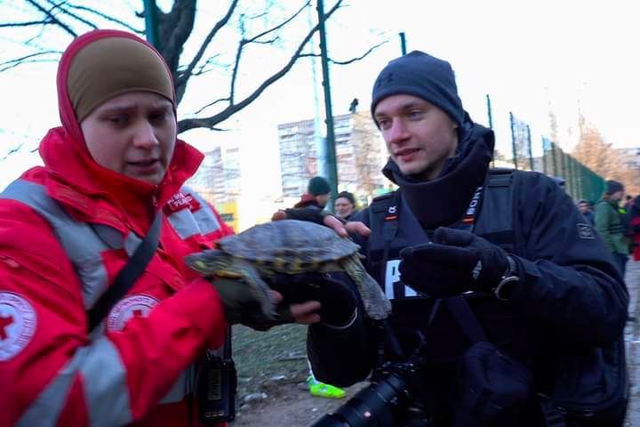 Turtle thrown out window during Kyiv shelling rescued