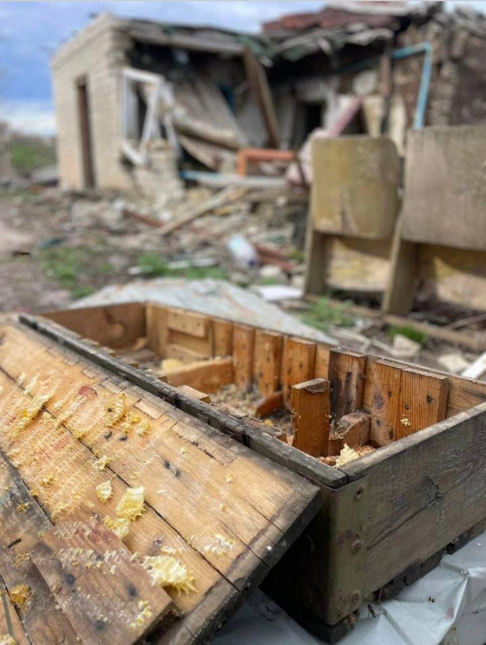Bees settled in an empty ammunition box
