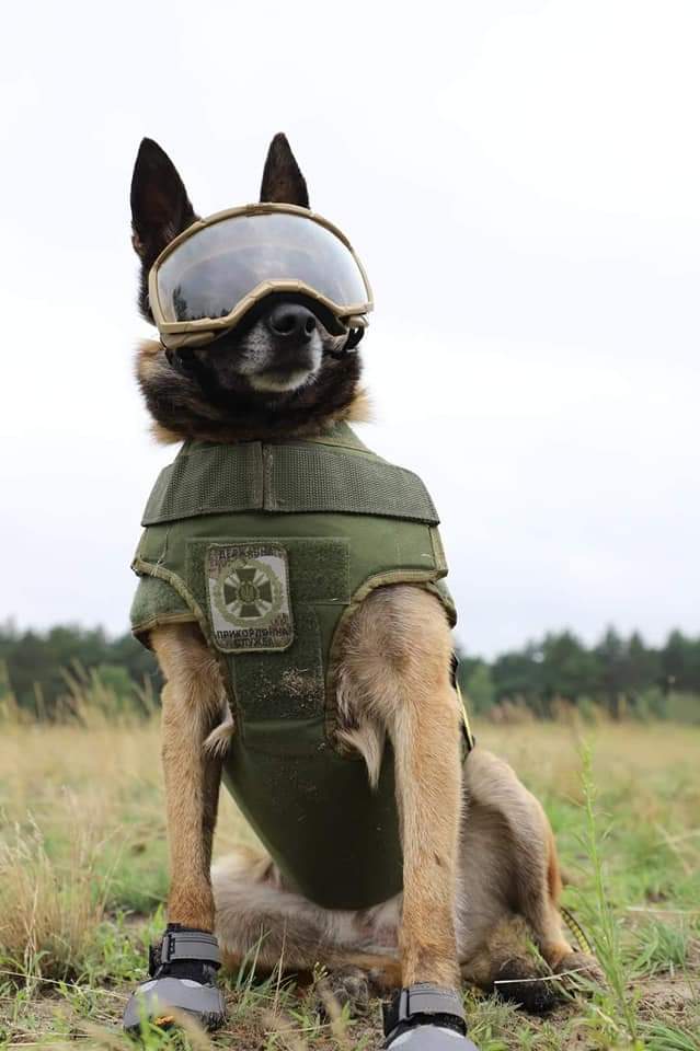 Ukrainian war dogs better equipped than enemy soldiers
