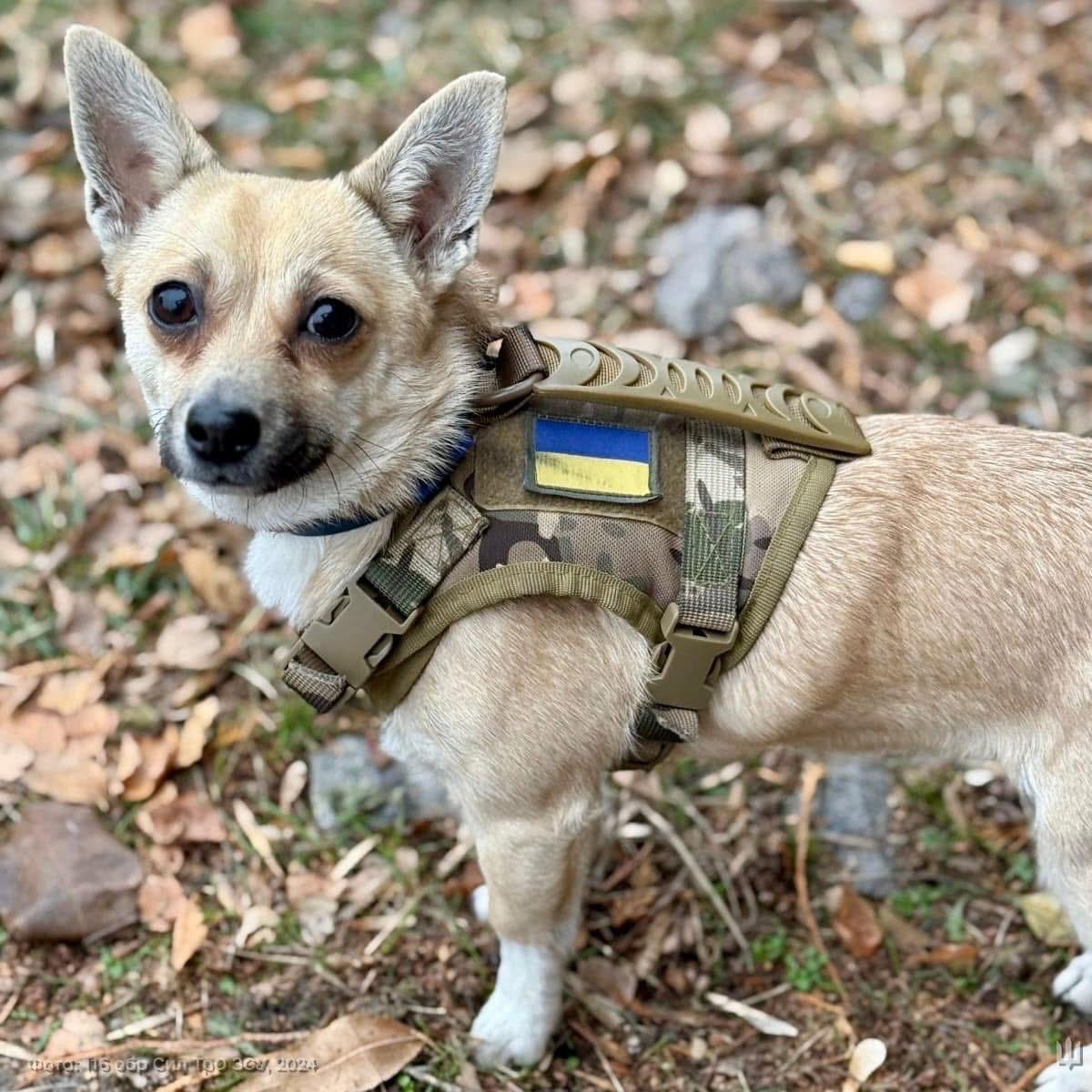 Shpulka: Heroic Dog Saves Soldiers