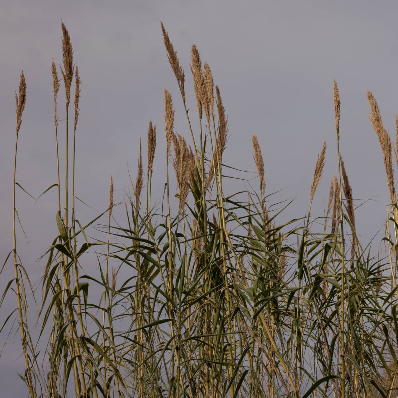Russia earns $1 billion from grain stolen in Ukraine