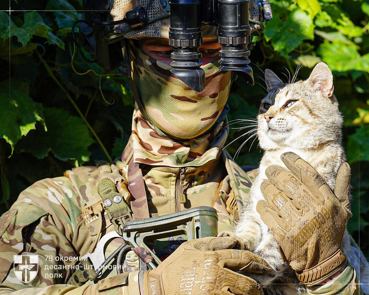 Cats have built-in night vision — warriors bring theirs