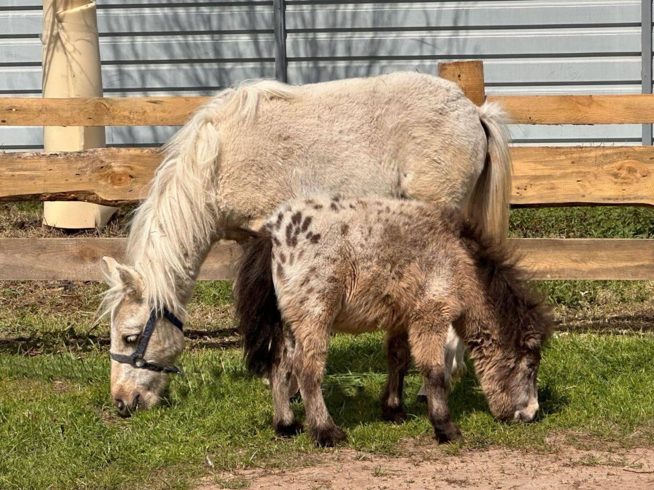 Pony Chubarek finds support from friend Caramella