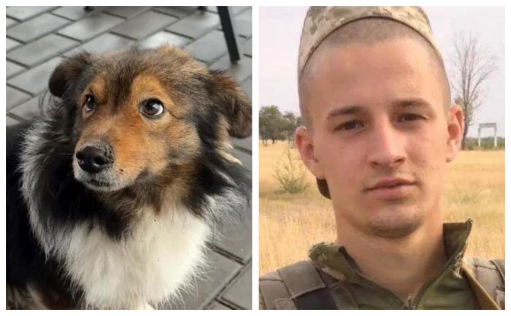 Chien attend son maître mort à la guerre