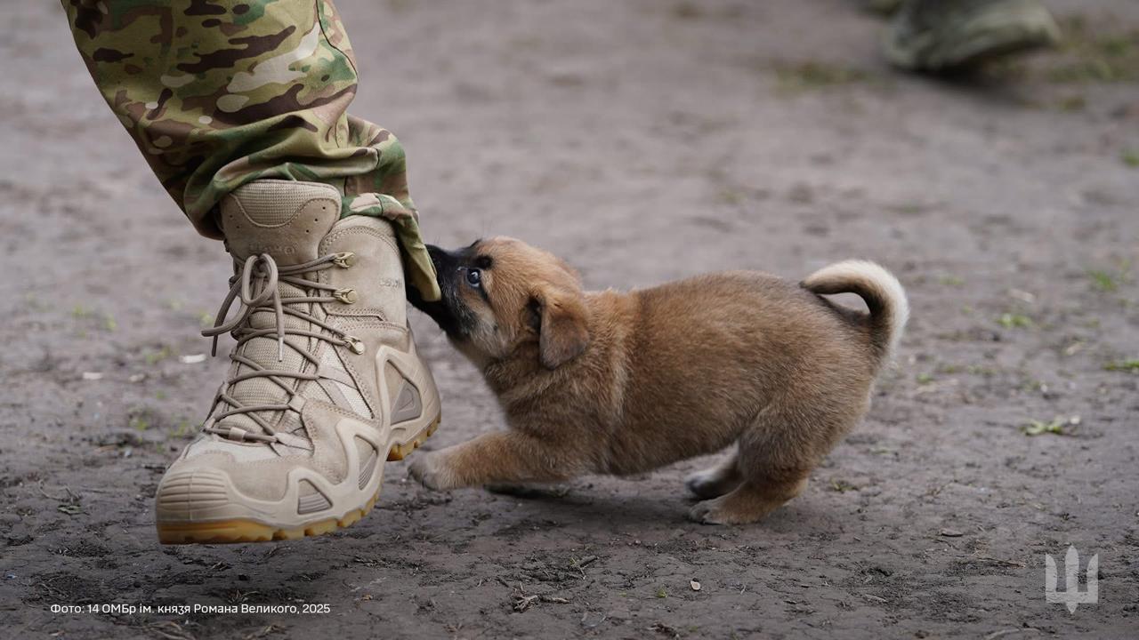 Fluffy recruit testing military uniform