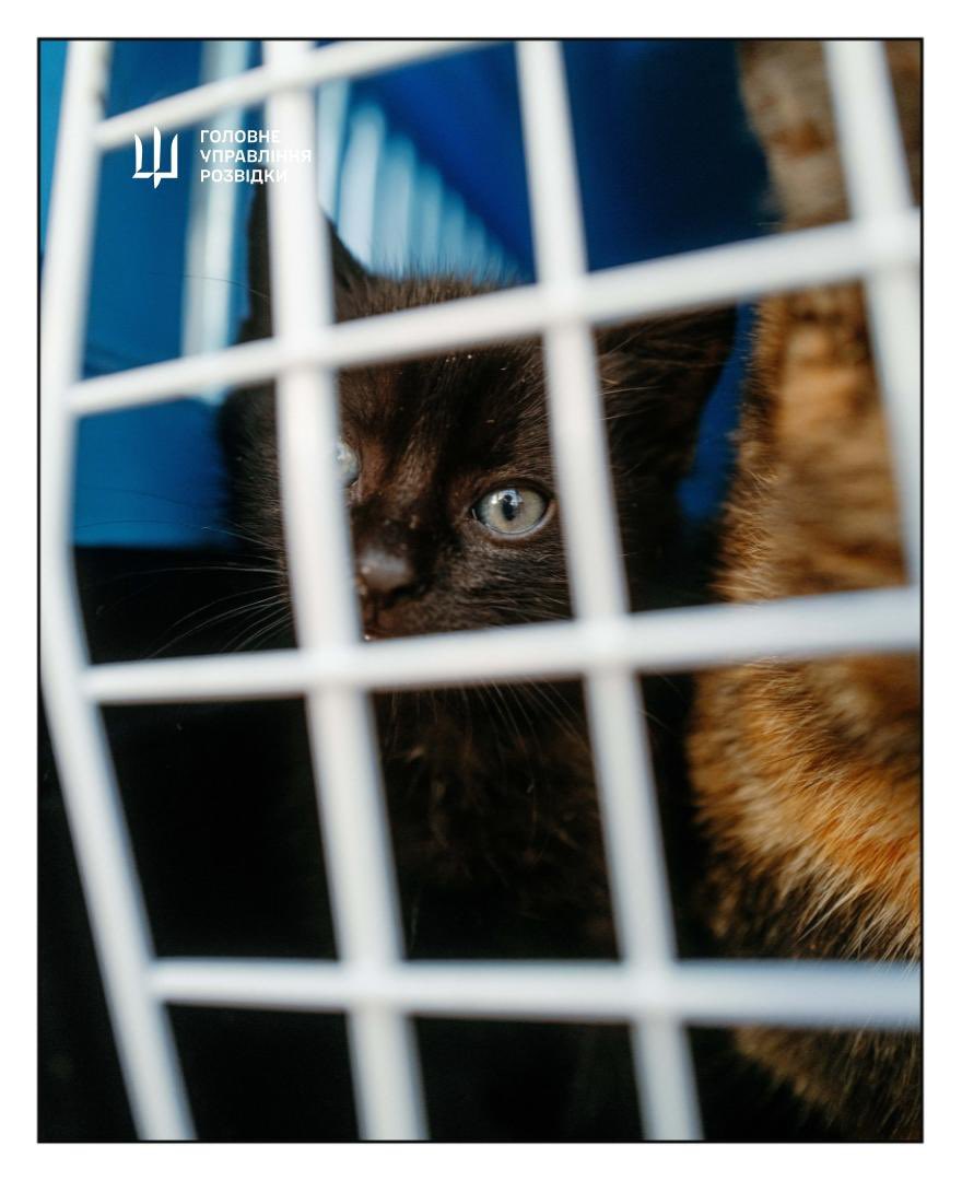 Ukrainian Defence Intelligence evacuates 15 cats from Snake Island