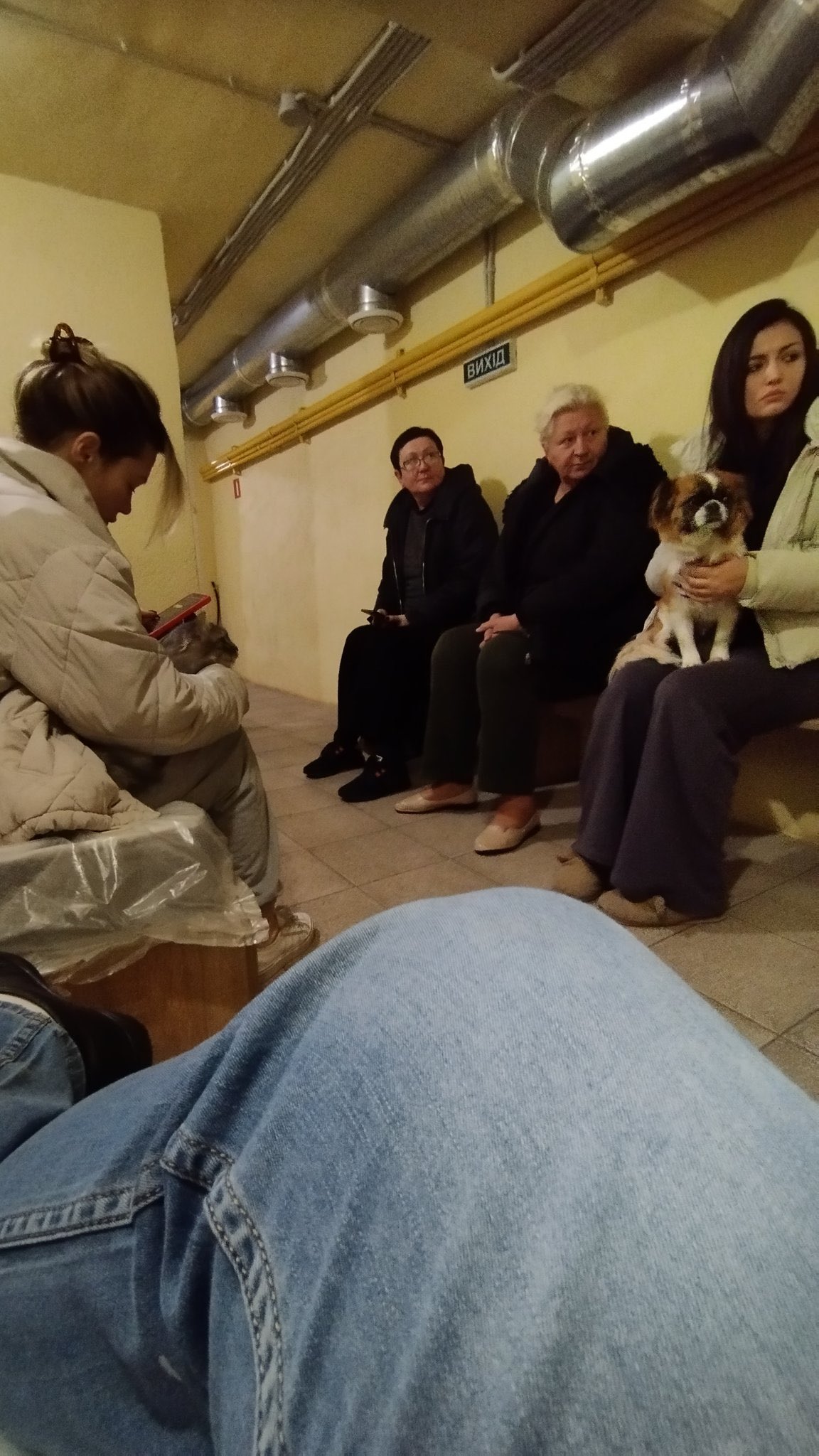 Truce between cats and dogs in a shelter: an incredible sight.