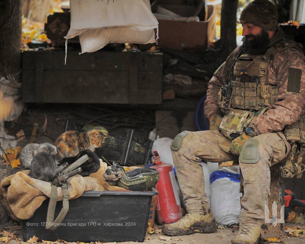 The Catfather: Cats and dogs boost soldier morale on the frontlines.