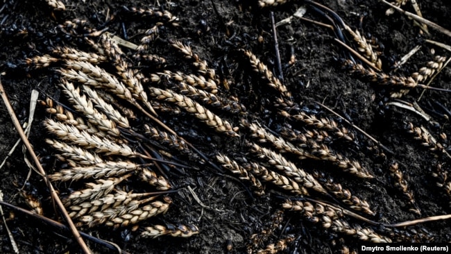 Destruction of Ukrainian fields is vile Russian tactic