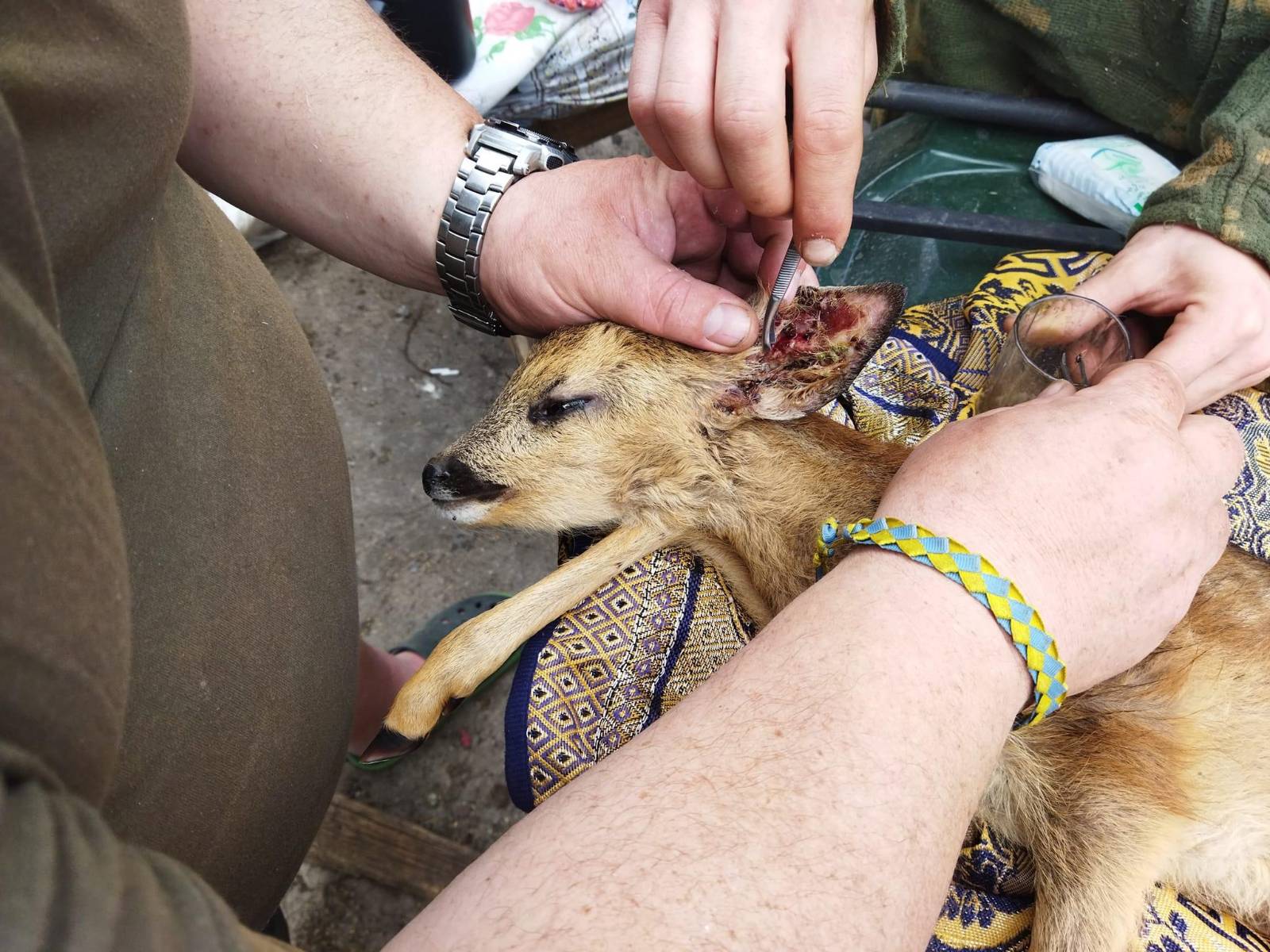 Exhausted roe fawn rescued by TDF after mother killed by landmine