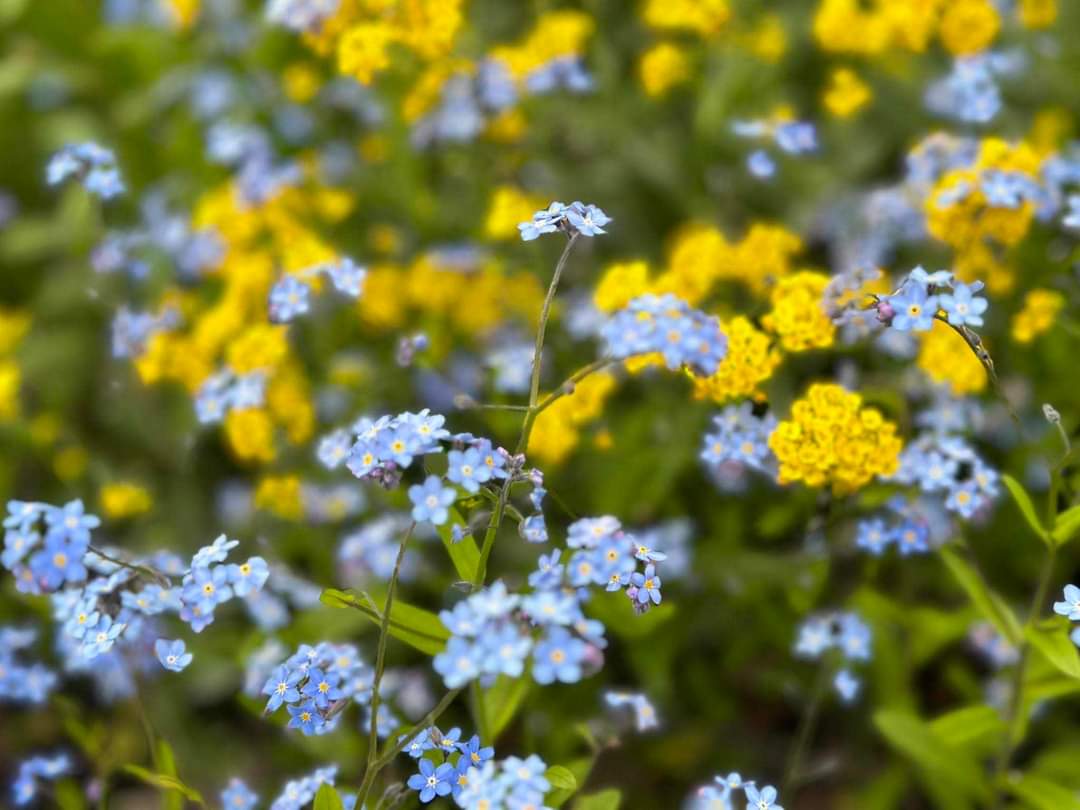 April 23: Psychologist Day in Ukraine’s Armed Forces