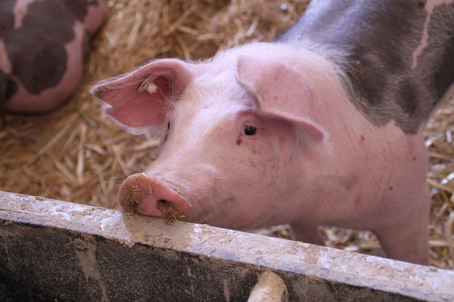 African Swine Fever and Blackouts Devastate Ukraine’s Pork Farmers