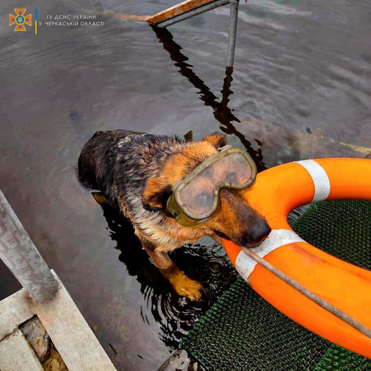 Rescue dog Naida learns water rescue for State Emergency Service