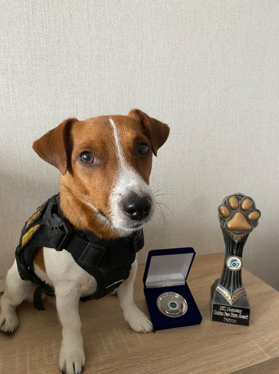 Ukrainian mine-detection dog wins Cannes prize