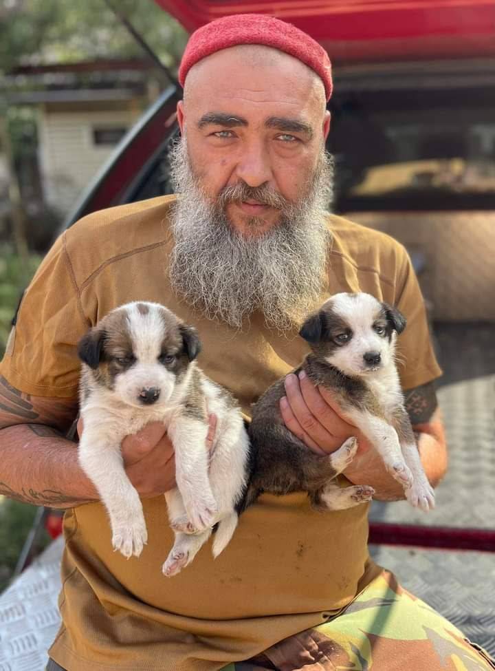 Alabai puppies born amidst ongoing battles in Pisky, near Donetsk.