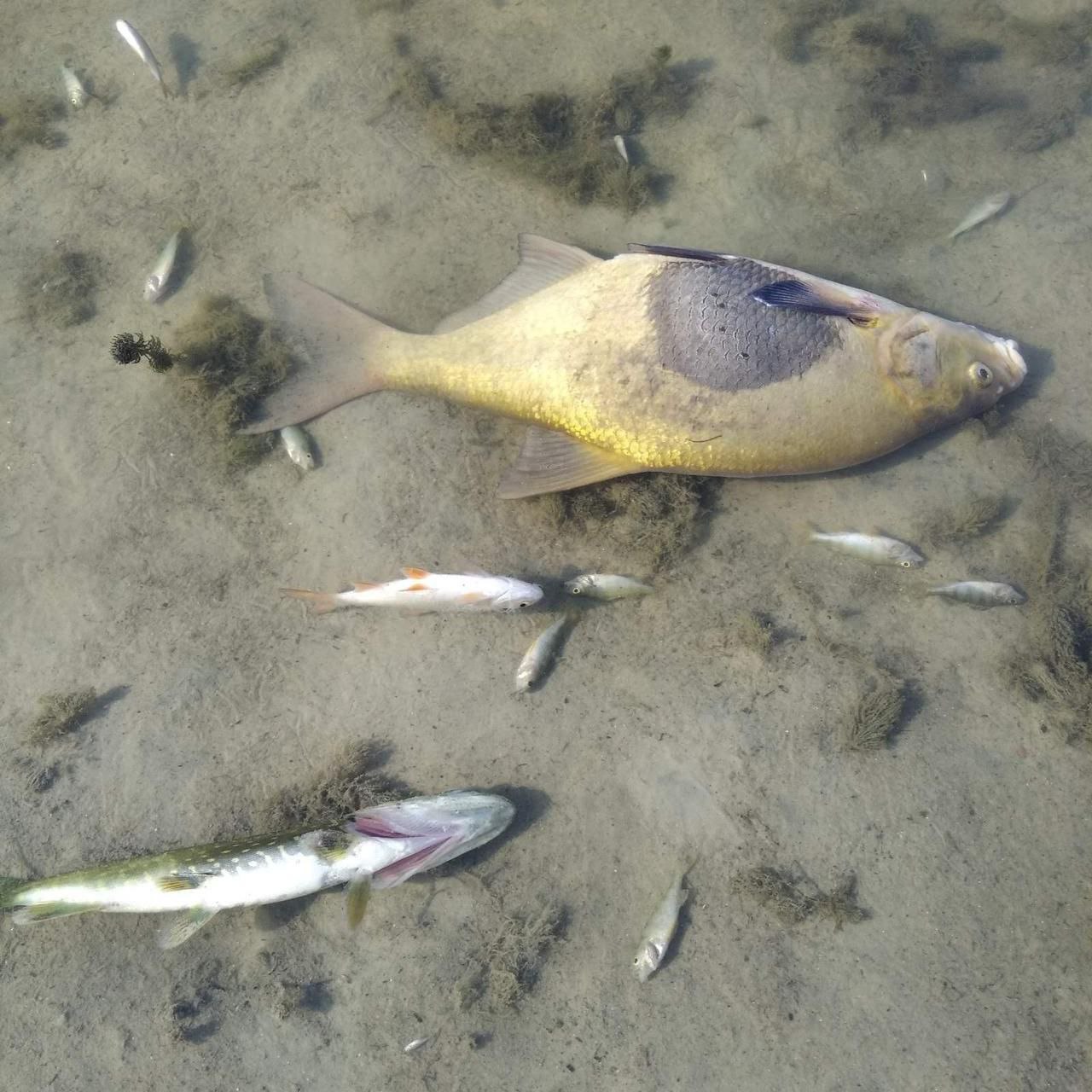 Russian poisoning of Seim River causes mass fish death