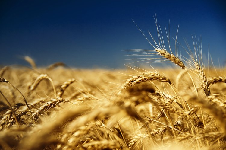 Berbok: Russia is deliberately waging a grain war