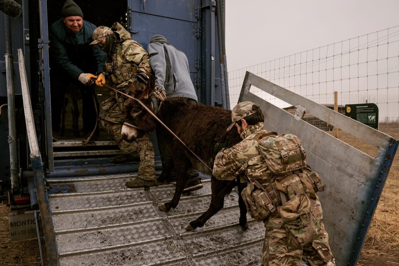 Rescue of zoo animals halted by shelling