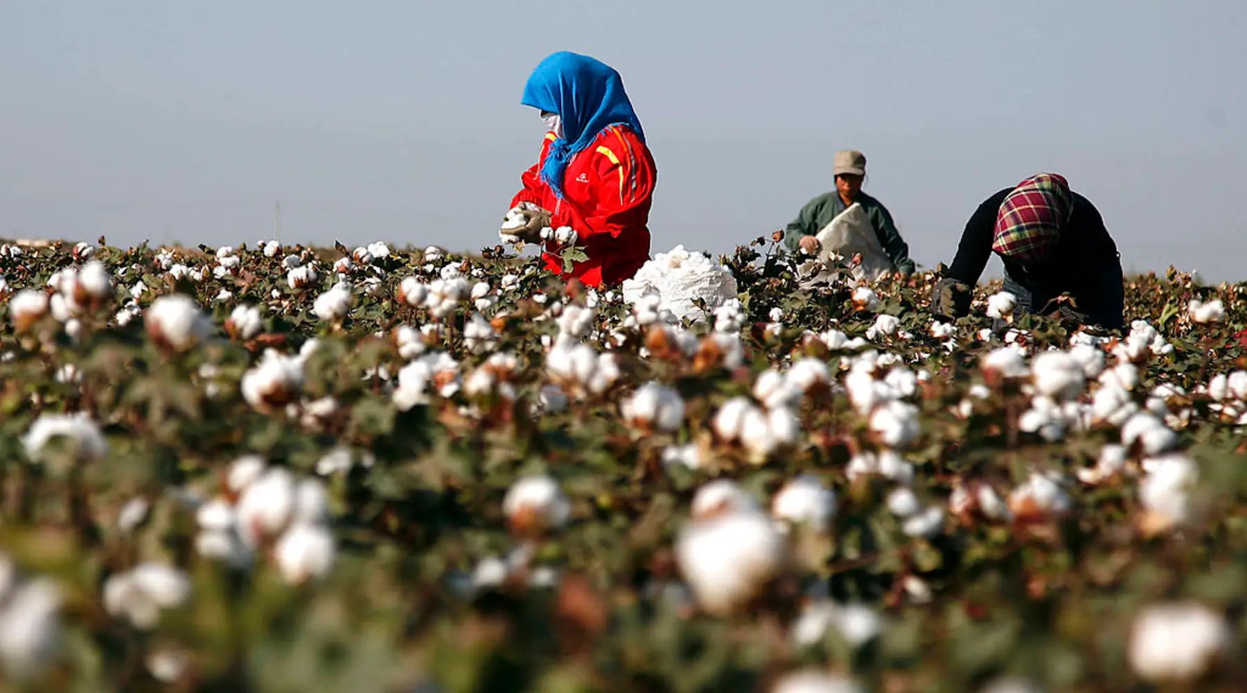 European arms manufacturers fear Chinese cotton dependency for gunpowder propellants.