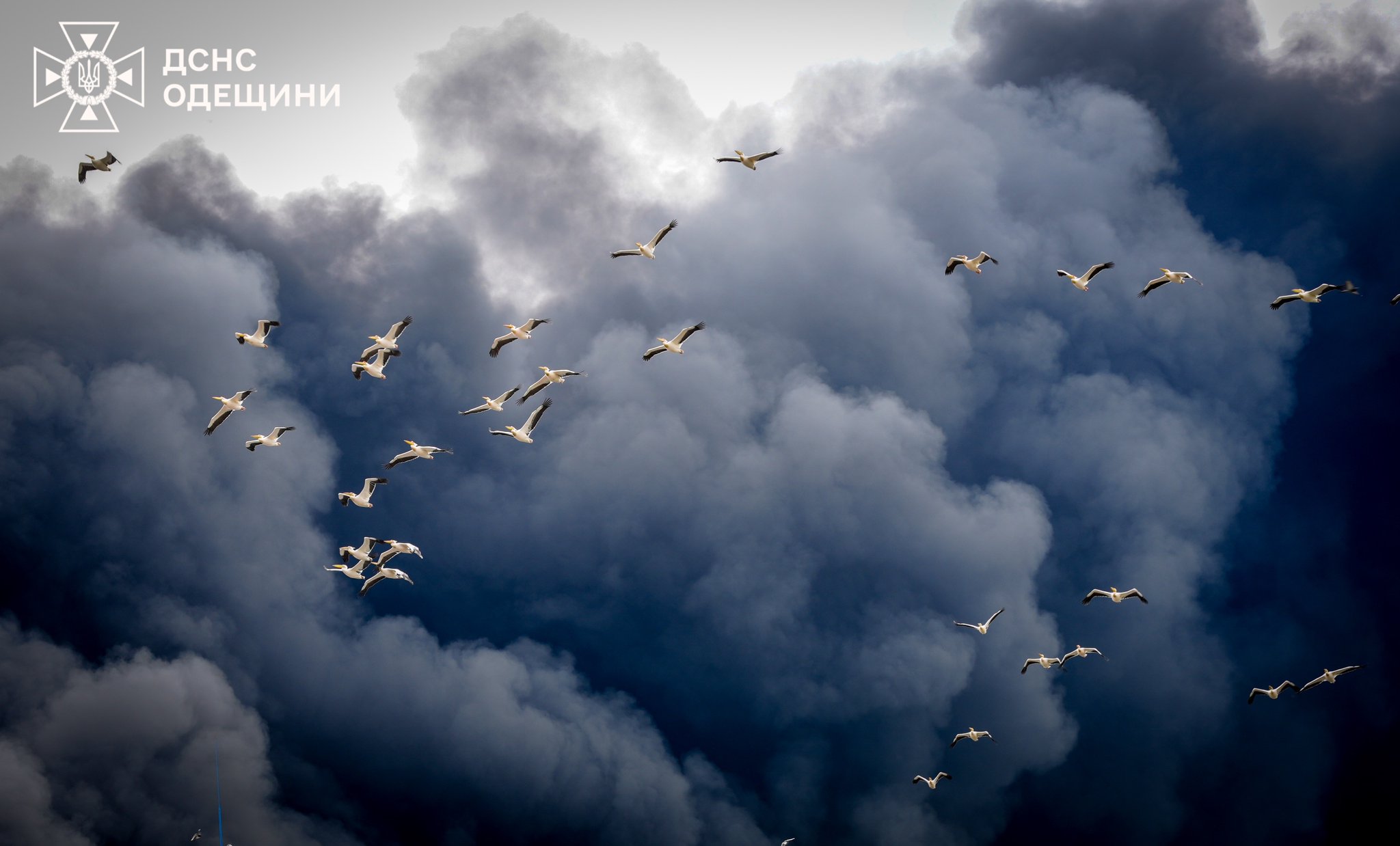 Pelicans fly through smoke after Odesa shelling, symbolizing light