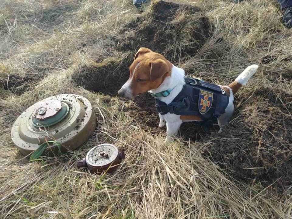 Cartridge, the hero dog of Chernihiv