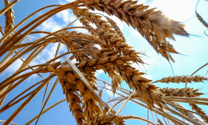 In case of threat from Russia, grain exports in the Black Sea will be stopped – Kubrakov
