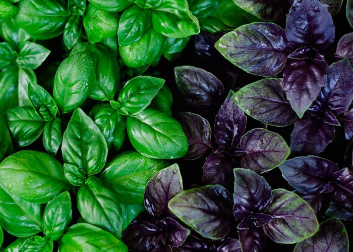 Feeding the Army with Basil: Defense Ministry Issues