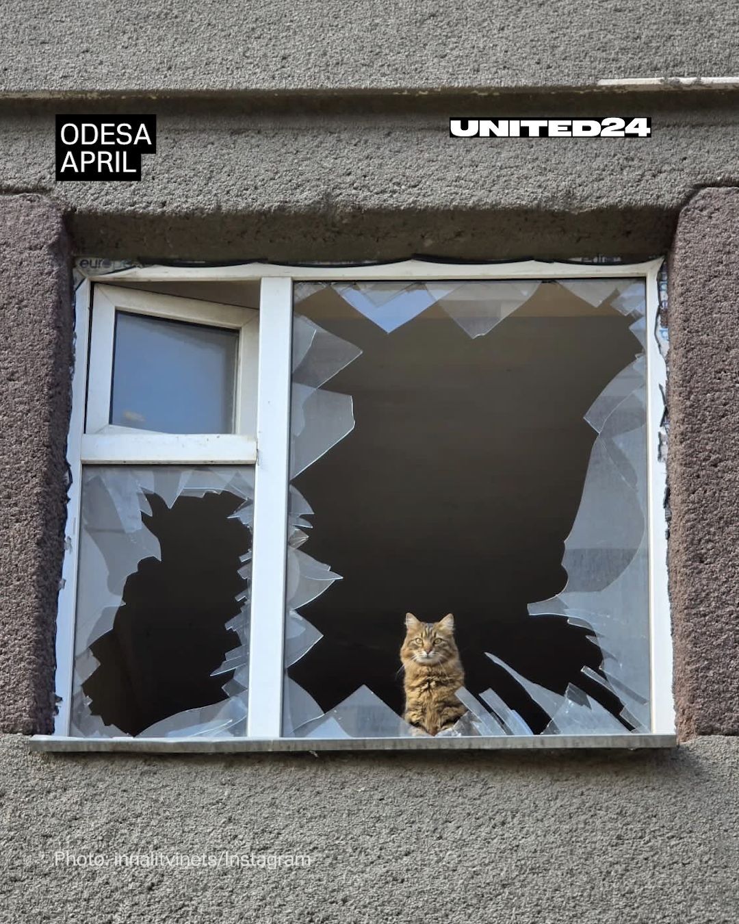 Cat Sits Calmly in Shattered Window After Russian Strike on Odesa