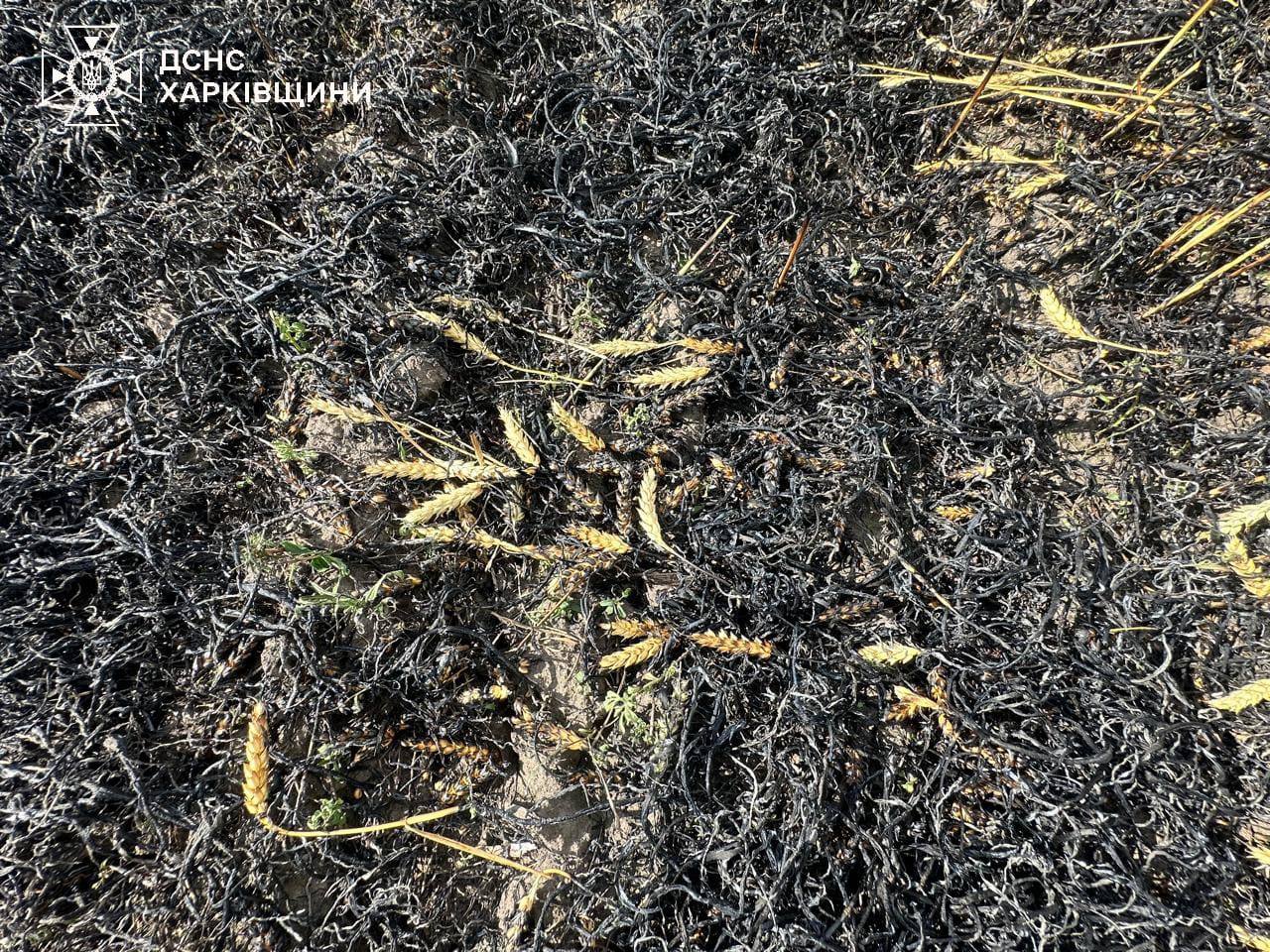 Russian strike on wheat field in Kharkiv region