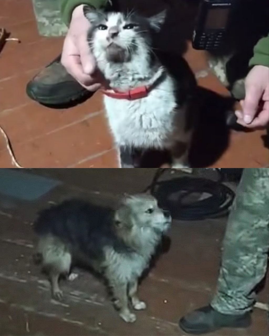 Dog and Cat Evacuated from Ukrainian Front Line by Drone