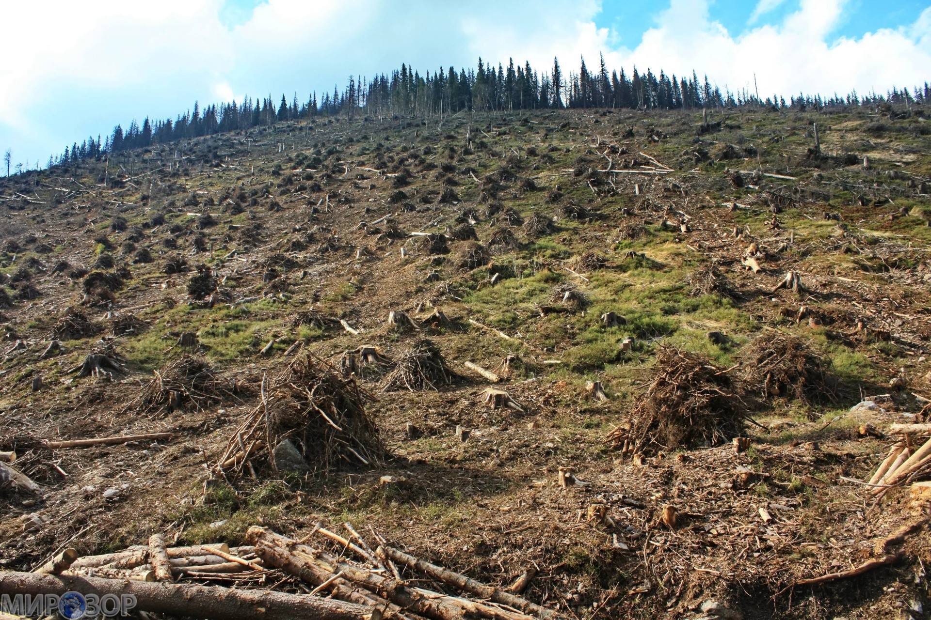 Putin and Shoigu plan mass logging of Ukrainian forests