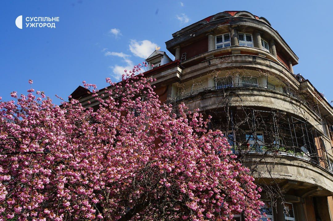 Uzhhorod’s cherry blossoms bloom late, a vibrant sign of spring