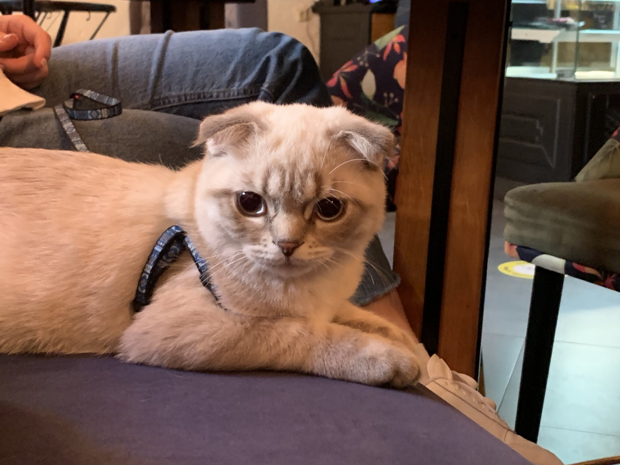 Chat en laisse dégustant du cheesecake à Kyiv