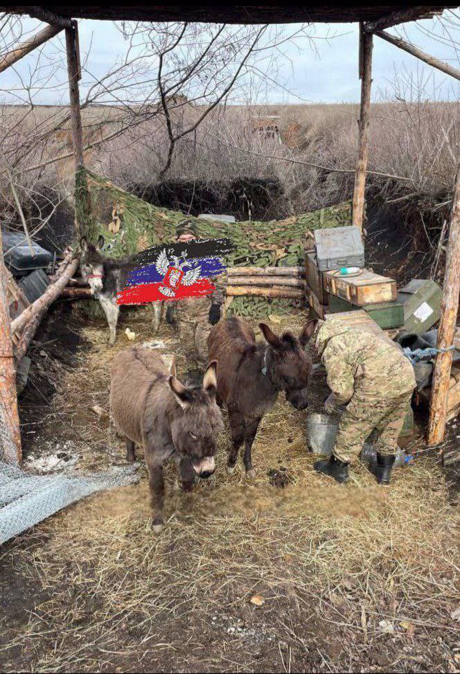 Russian Army Uses Donkeys for Frontline Transport, Not a Joke
