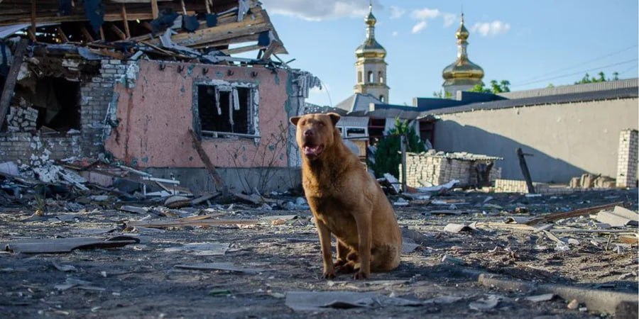 A Dog Guards the Ruins of His Home