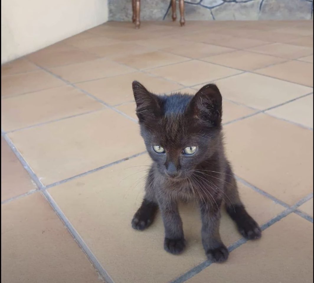 Snake Island Cat Rescued, Finds Human Companion