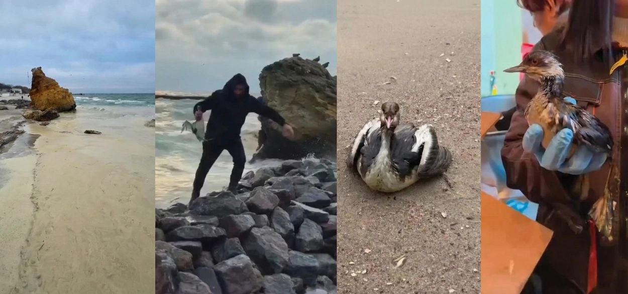Russian strikes cause oil spill, seabird deaths in Odesa