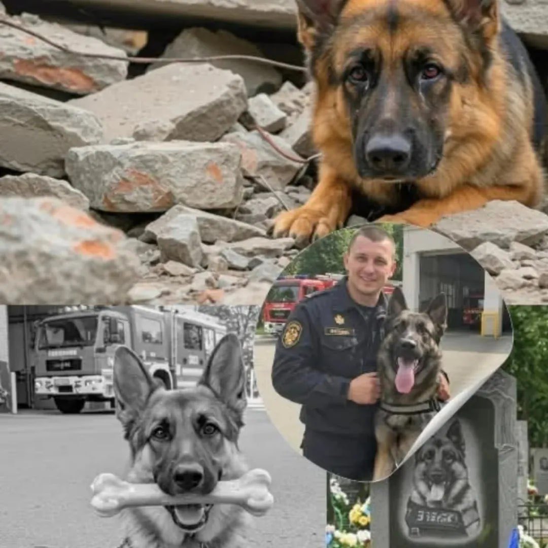 Bars a Kharkiv: rescuer finds a person; structure collapses, dog dies
