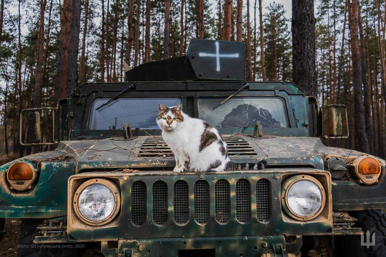 Animaux de soutien aux soldats sur le front