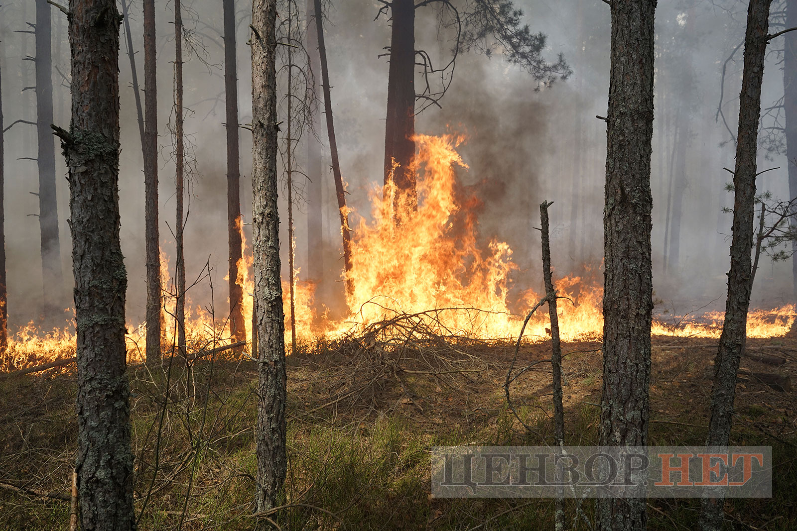 Forest fires blaze in Kyiv region — close windows