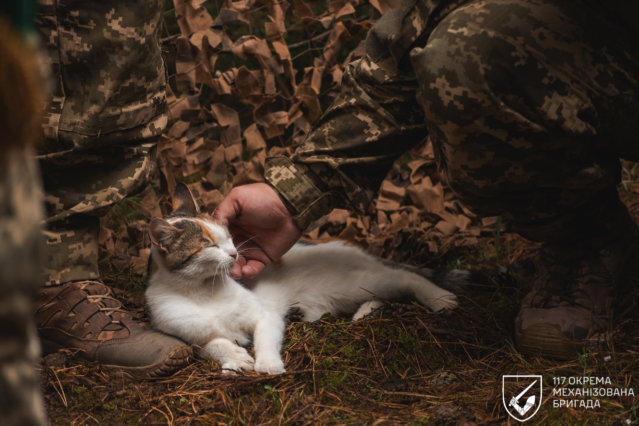 Happy Caturday! Stand With Ukraine Reminder from 117th Mechanized Brigade